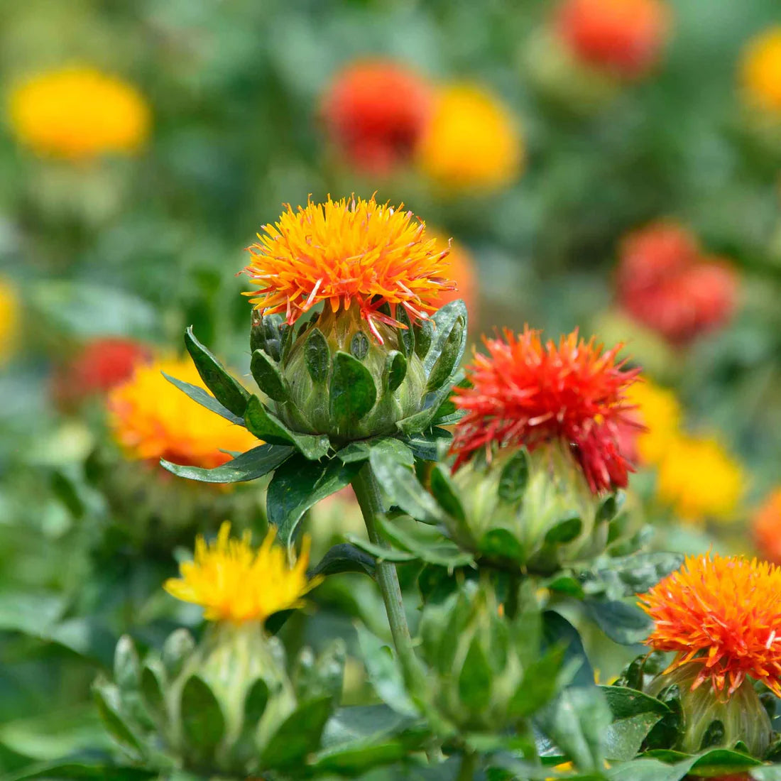 Safflower Seeds - Corrales Azafran