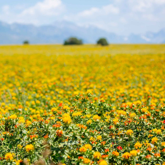 Safflower Seeds - Corrales Azafran