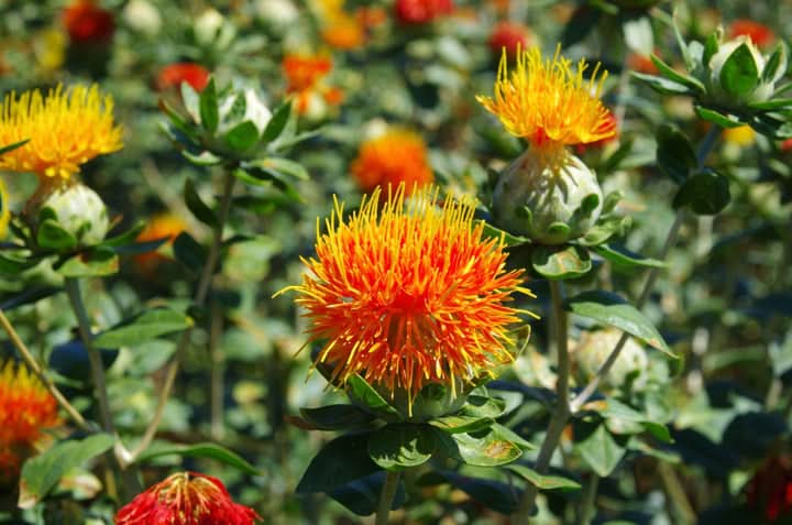 Safflower Seeds for Planting – Drought-Tolerant Medicinal Flower Seeds