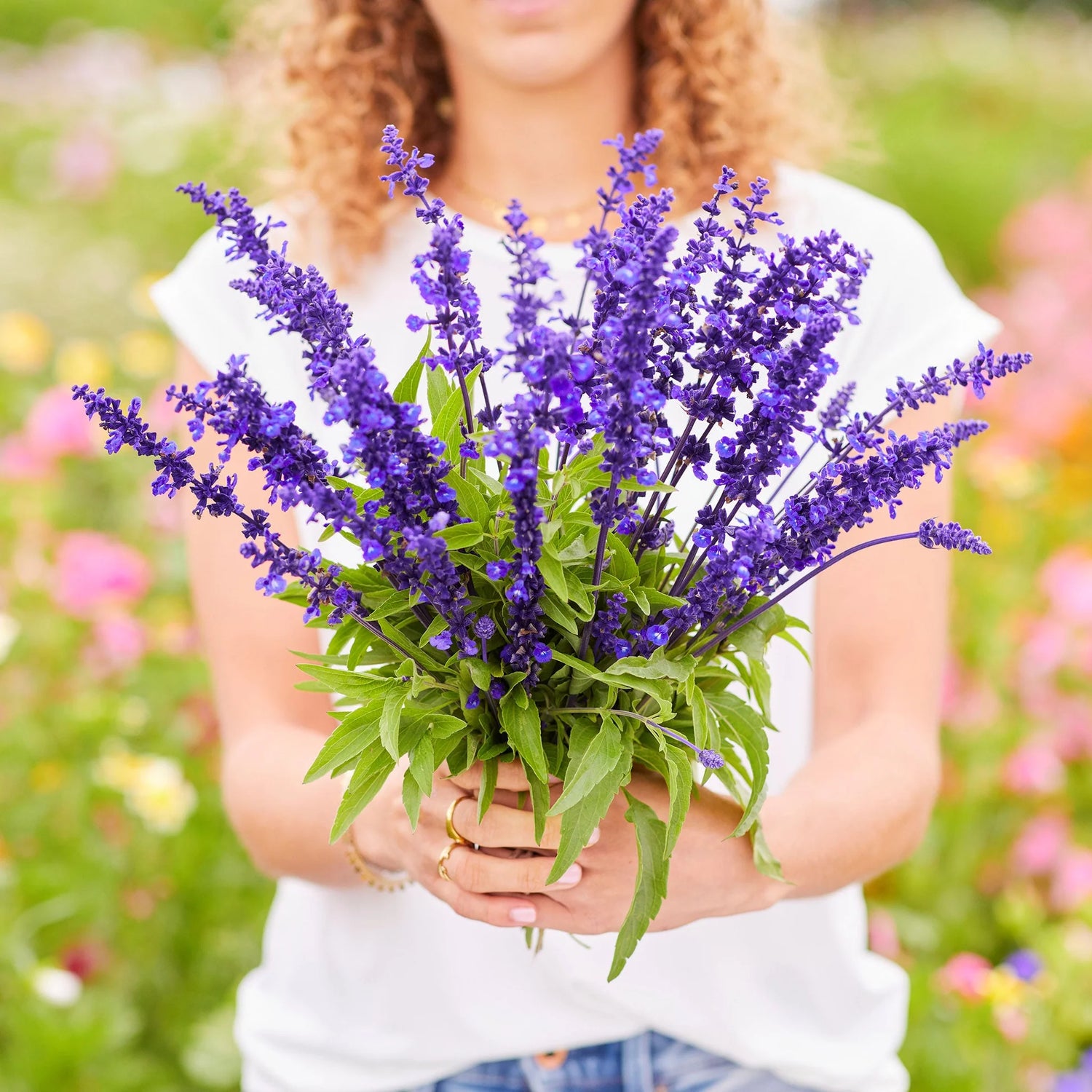 Blue Sage Seeds