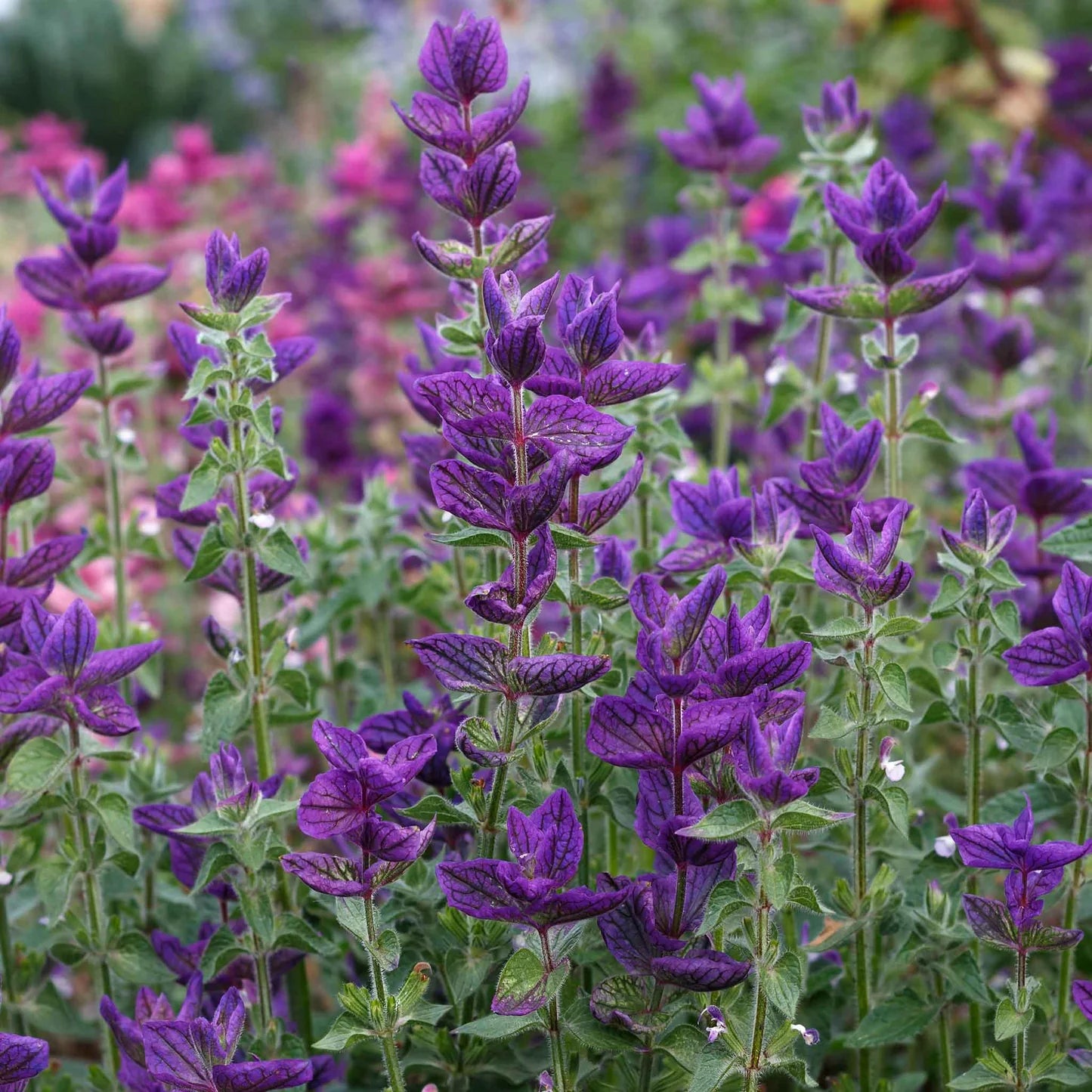 Clary Sage Seeds - Blue Monday