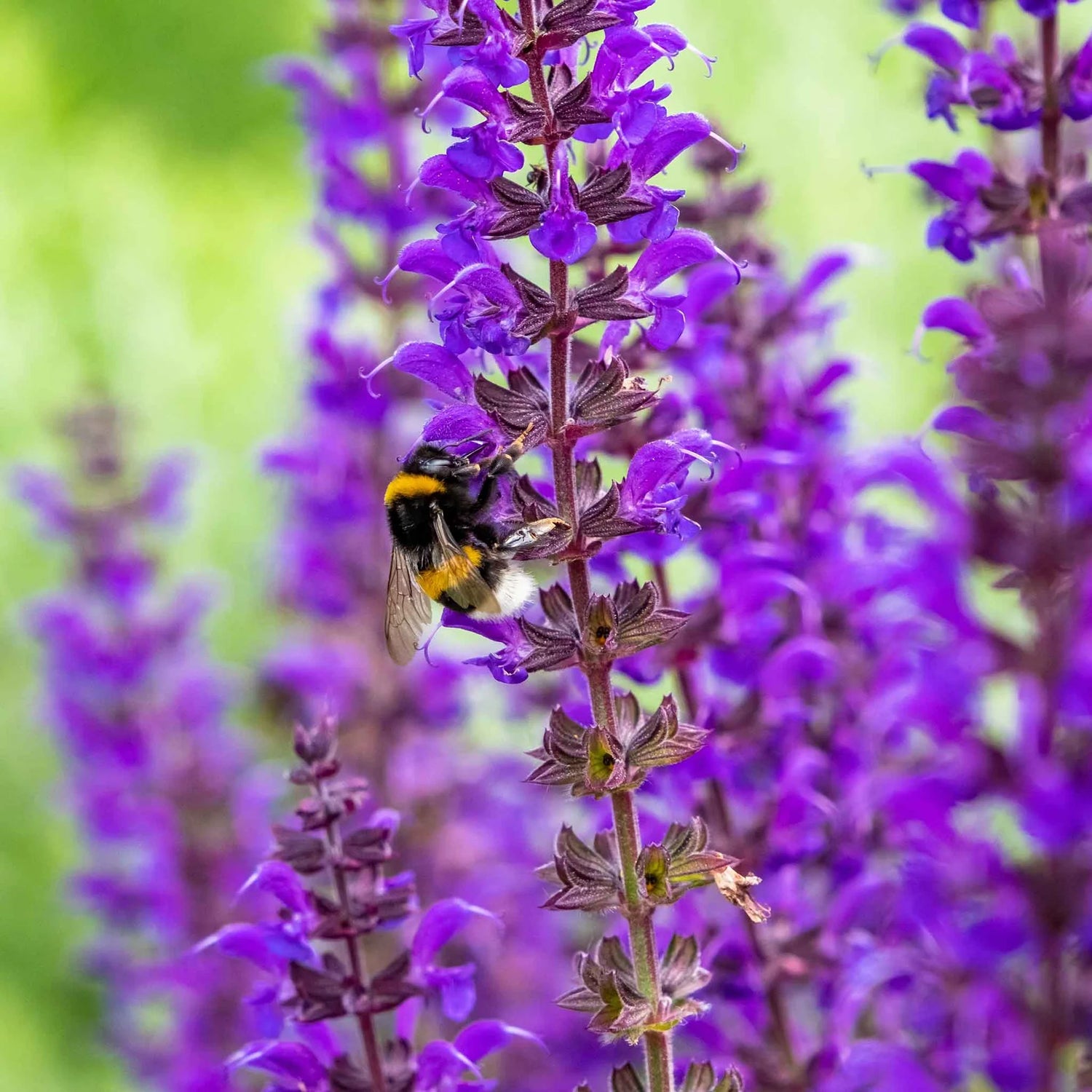 Sage Seeds - Meadow Sage