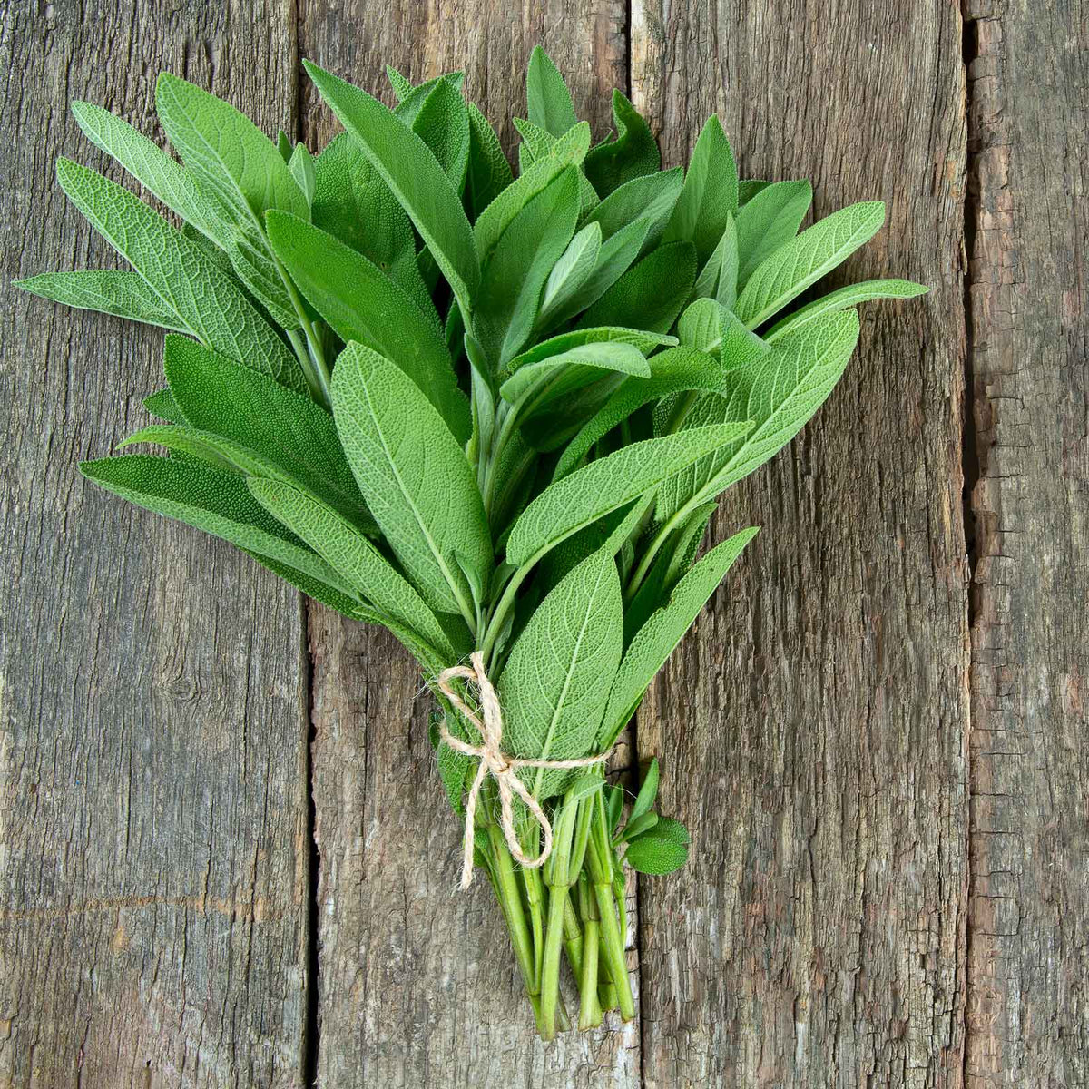 herbs high quality herb seeds for growing fresh aromatic and medicinal plants in home gardens and kitchens organic herbs premium organic herb seeds for sustainable gardening and healthy flavorful produce suitable for all climates