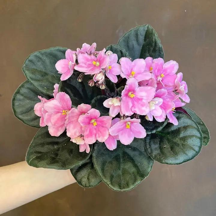 Baby Pink Saintpaulia Flower Seeds for Planting - NON GMO Seeds Dhara Seeds