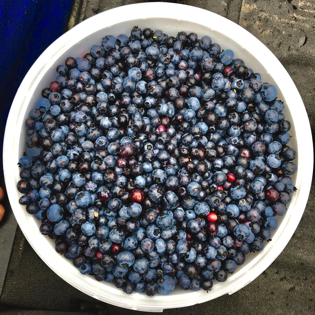 New Fresh 10pcs Black Myrtillus Fruit Seeds - Nutritious, Antioxidant-Rich Wild Blueberries