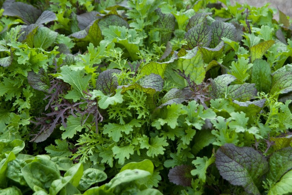 Italian Salad Seeds – Easy-to-Grow Vegetable Mix for Home Garden