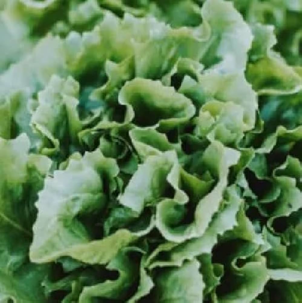 Salad Vegetable Seeds – Mixed Leafy Greens for Nutritious Fresh Harvests - Dharaseeds