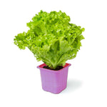 Salad Vegetable Seeds – Mixed Leafy Greens for Nutritious Fresh Harvests - Dharaseeds