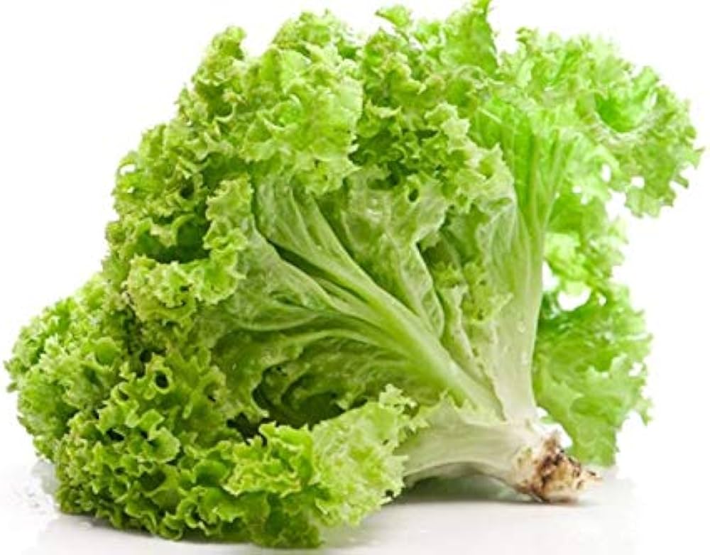 Salad Vegetable Seeds – Mixed Leafy Greens for Nutritious Fresh Harvests - Dharaseeds