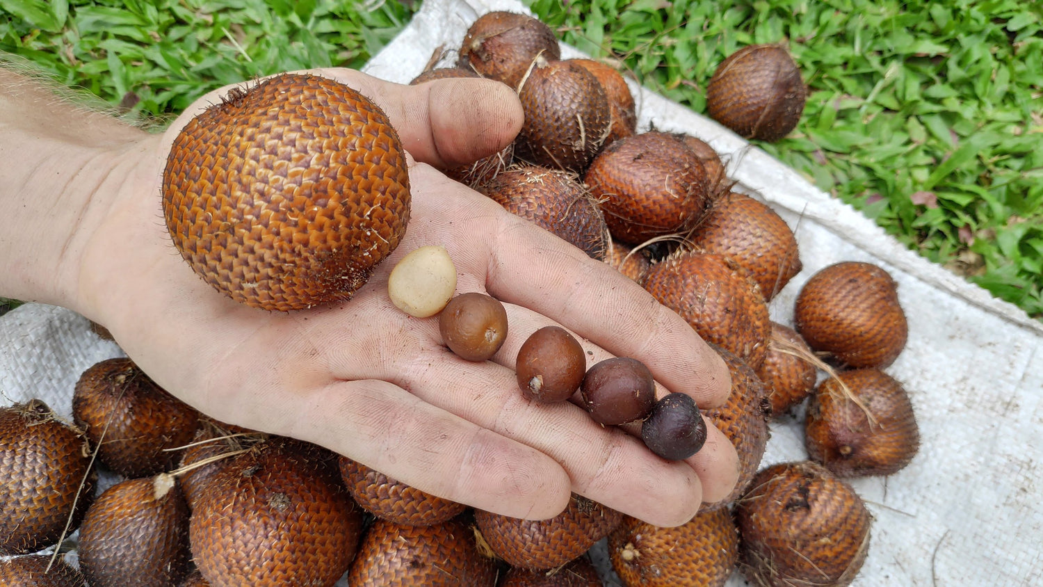 Salak – Exotic Snake Fruit with a Sweet and Tangy Taste