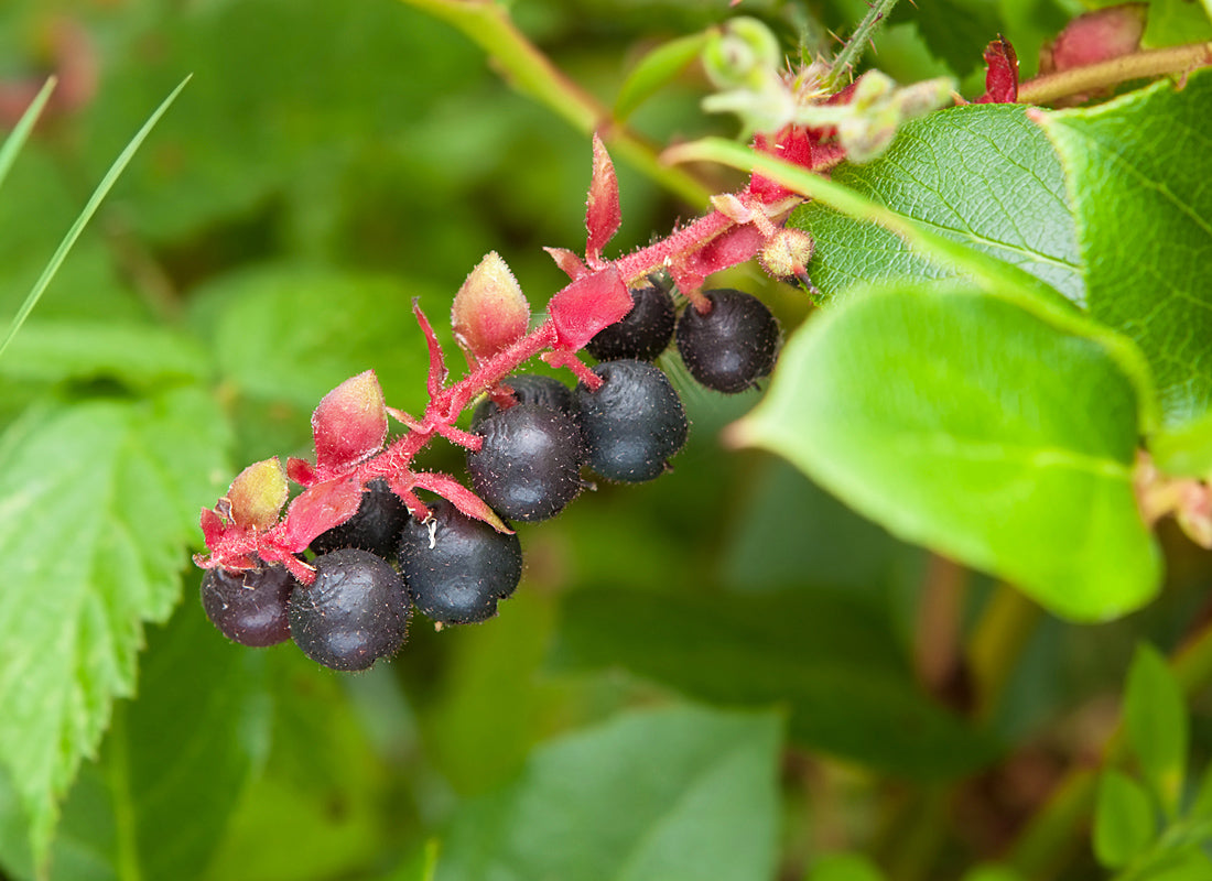 Salal Berry – Wild Pacific Northwest Superfruit