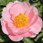 Salmon Mask Alonsoa Flower Seeds – Perennial Blooming Variety - Dharaseeds