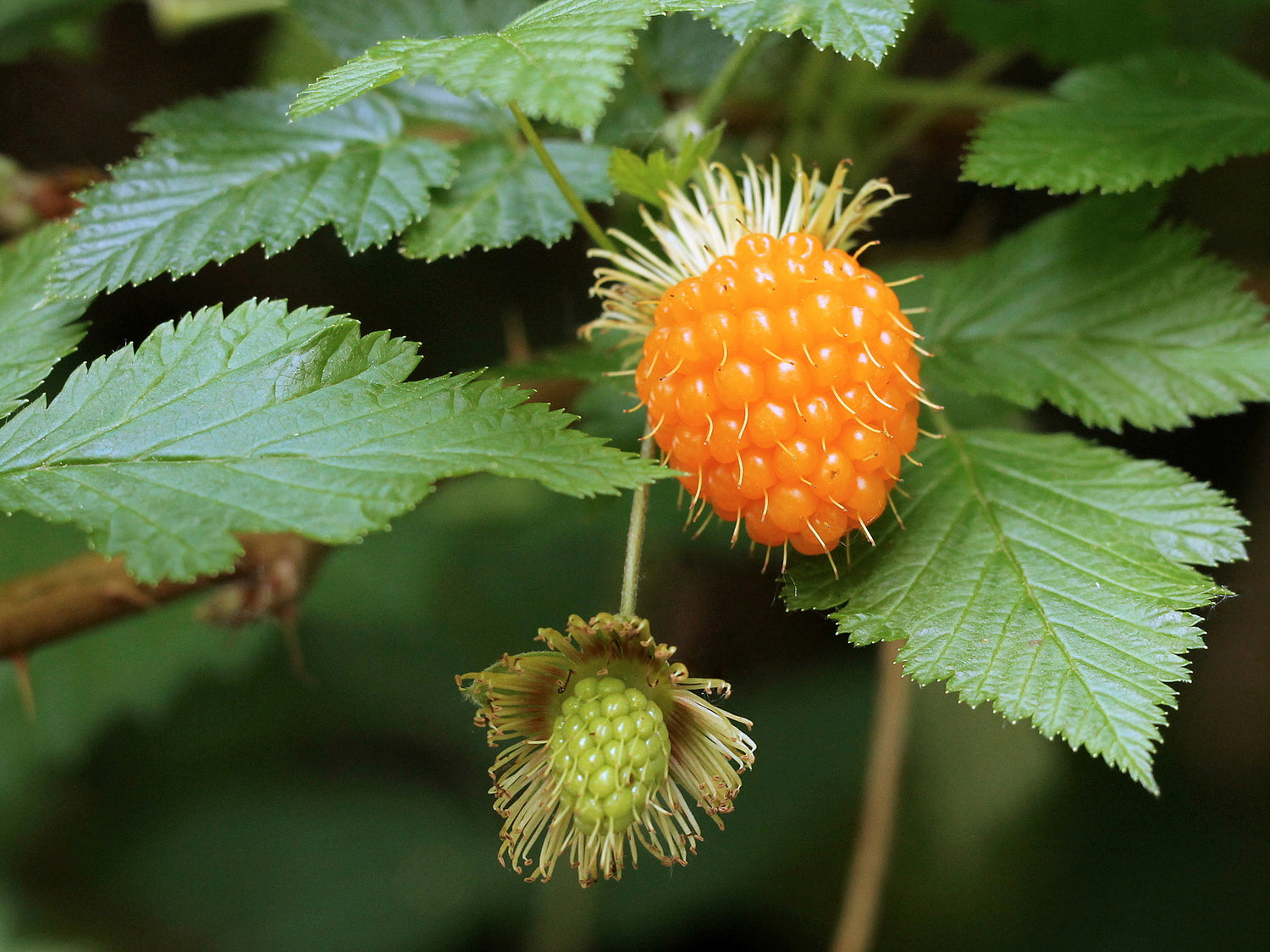 Salmonberry – Sweet and Juicy Wild Berry