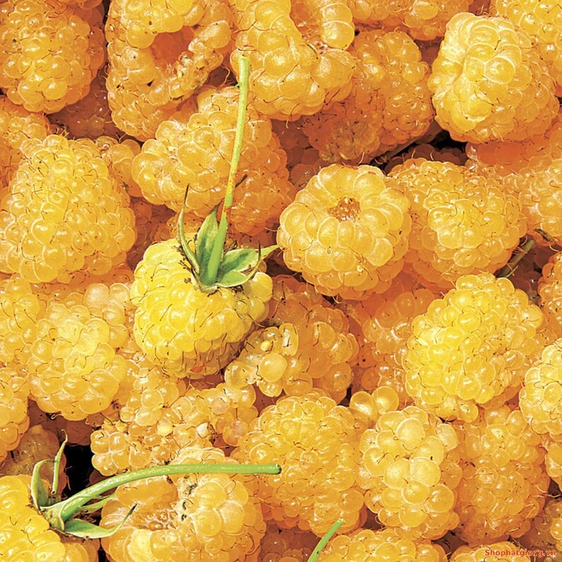 Non GMO salmonberry seeds for backyard gardening and pollinator spaces