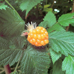 Salmonberry seeds ideal for pollinator gardens and natural landscapes