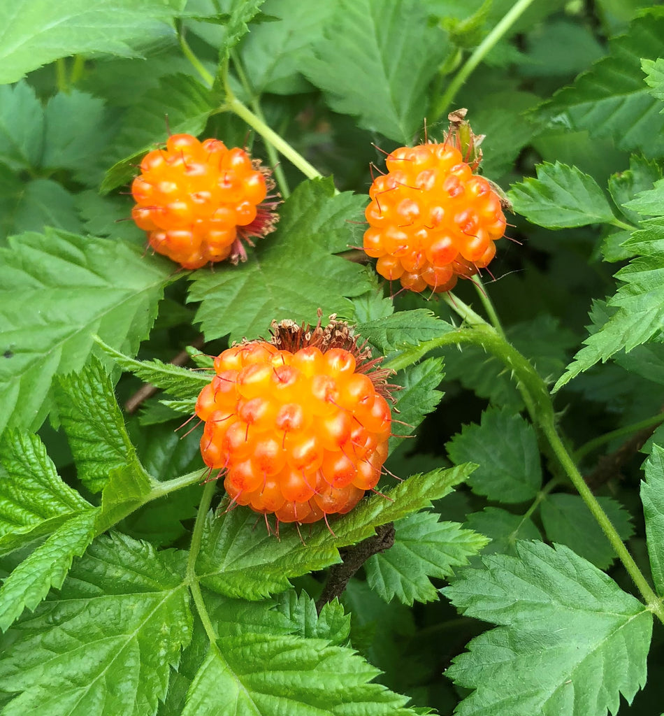 Salmonberry – Sweet and Juicy Wild Berry