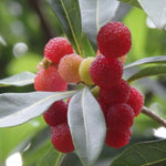 Salt tolerant Northern Bayberry seeds for seaside gardens