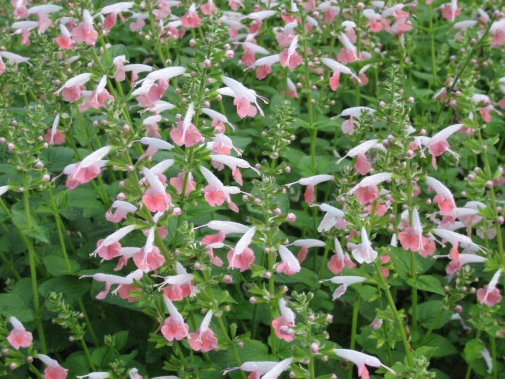 Coral Nymph Salvia Coccinea Flowering Seeds For Planting