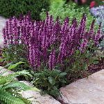 Salvia New Dimension Rose Imported heirloom non-gmo organic garden seeds