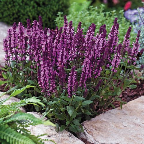 Salvia New Dimension Rose Imported heirloom non-gmo organic garden seeds