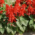 Salvia splendens Sage 'Sizzle Burgundy Halo' seeds for planting in flower beds - Dharaseeds