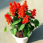 Salvia splendens Sage 'Sizzle Burgundy Halo' seeds for planting in flower beds - Dharaseeds