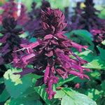 Salvia Splendens Sizzler Purple flower seeds – vivid annual garden display - Dharaseeds