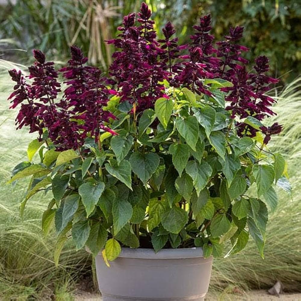 Salvia Splendens Sizzler Purple flower seeds – vivid annual garden display - Dharaseeds