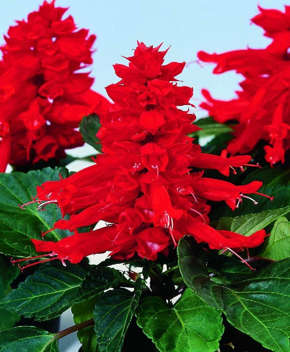 Salvia Splendens Sizzler Salmon flower seeds – bright ornamental bedding - Dharaseeds
