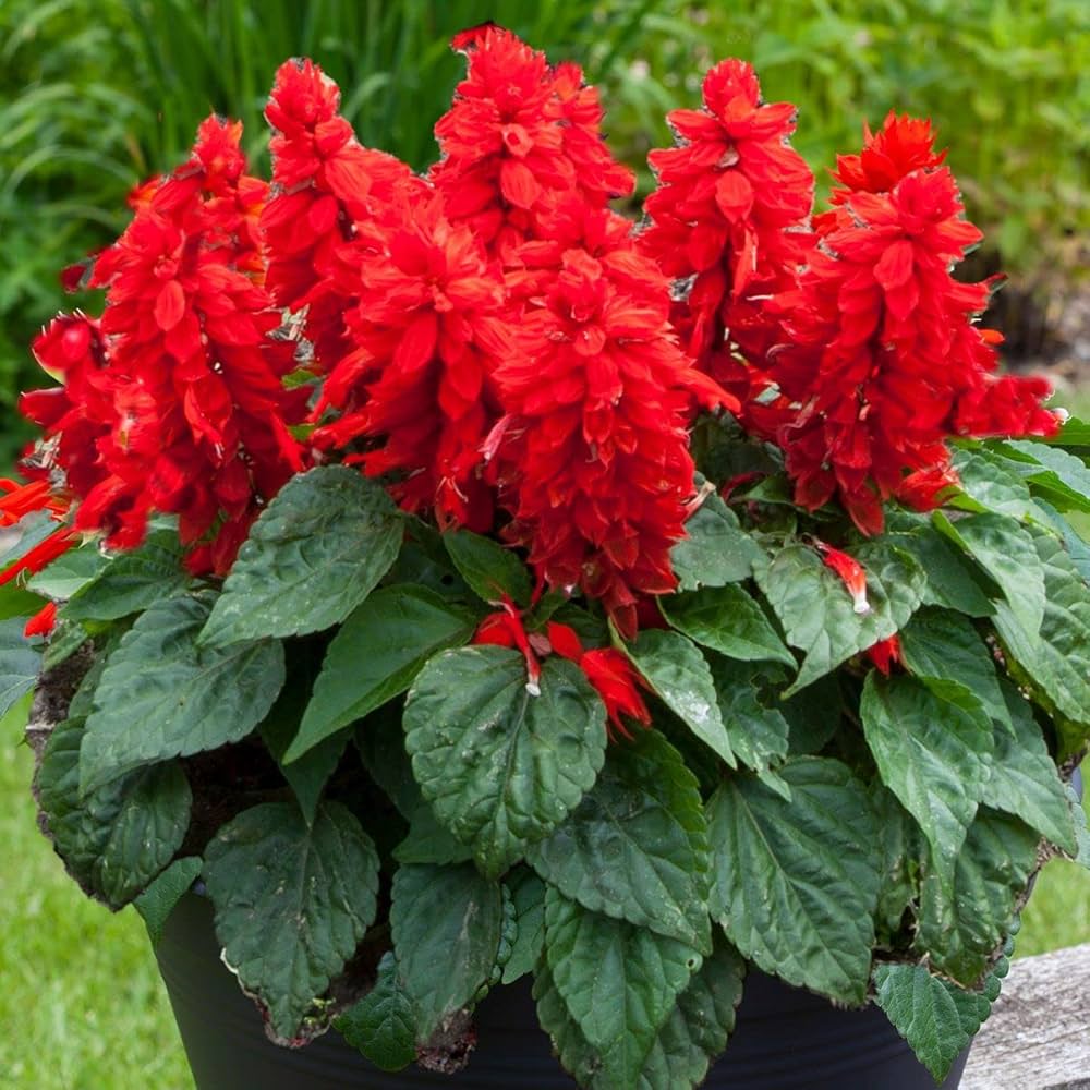 Salvia Splendens Sizzler Salmon flower seeds – bright ornamental bedding - Dharaseeds
