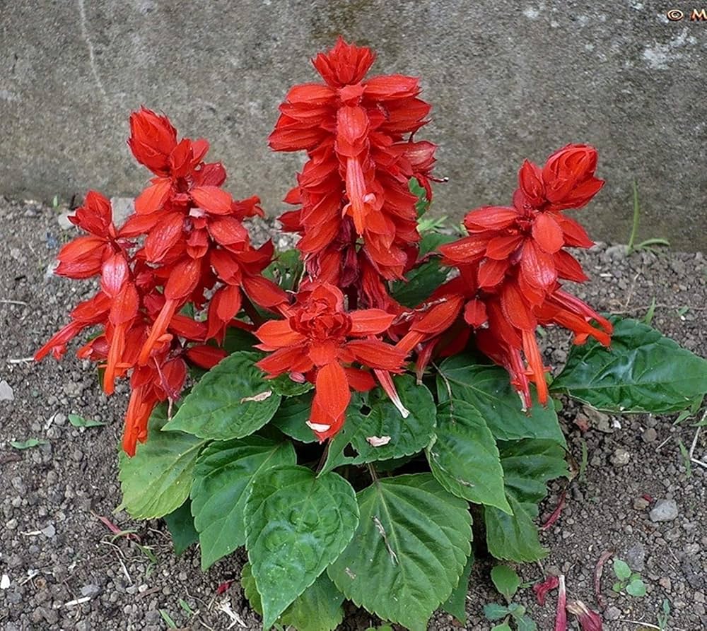 Salvia Splendens Sizzler Salmon flower seeds – bright ornamental bedding - Dharaseeds