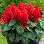 Salvia Splendens Sizzler Salmon flower seeds – bright ornamental bedding - Dharaseeds