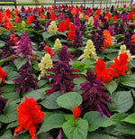 Salvia Vista Imported heirloom non-gmo garden seeds