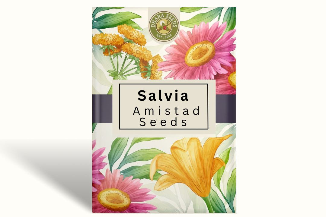 Salvia Amistad Seeds