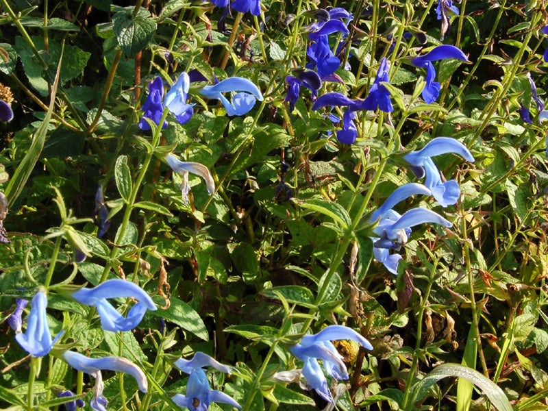 Salvia - Gentian Sage Cambridge Blue Seeds