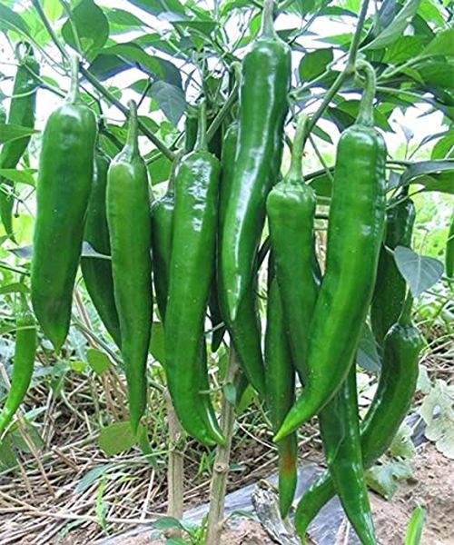 Chilli Sambhar heirloom non-GMO organic garden seeds