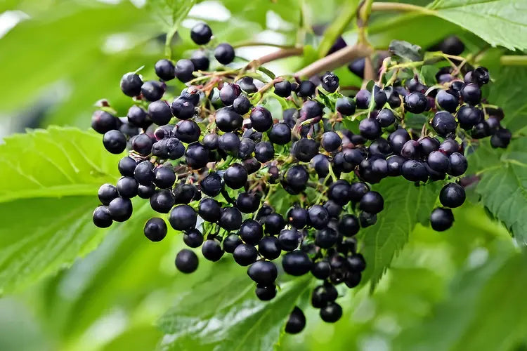 Sambucus elderberry seeds for outdoor cultivation