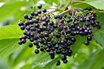 Sambucus elderberry seeds for outdoor cultivation