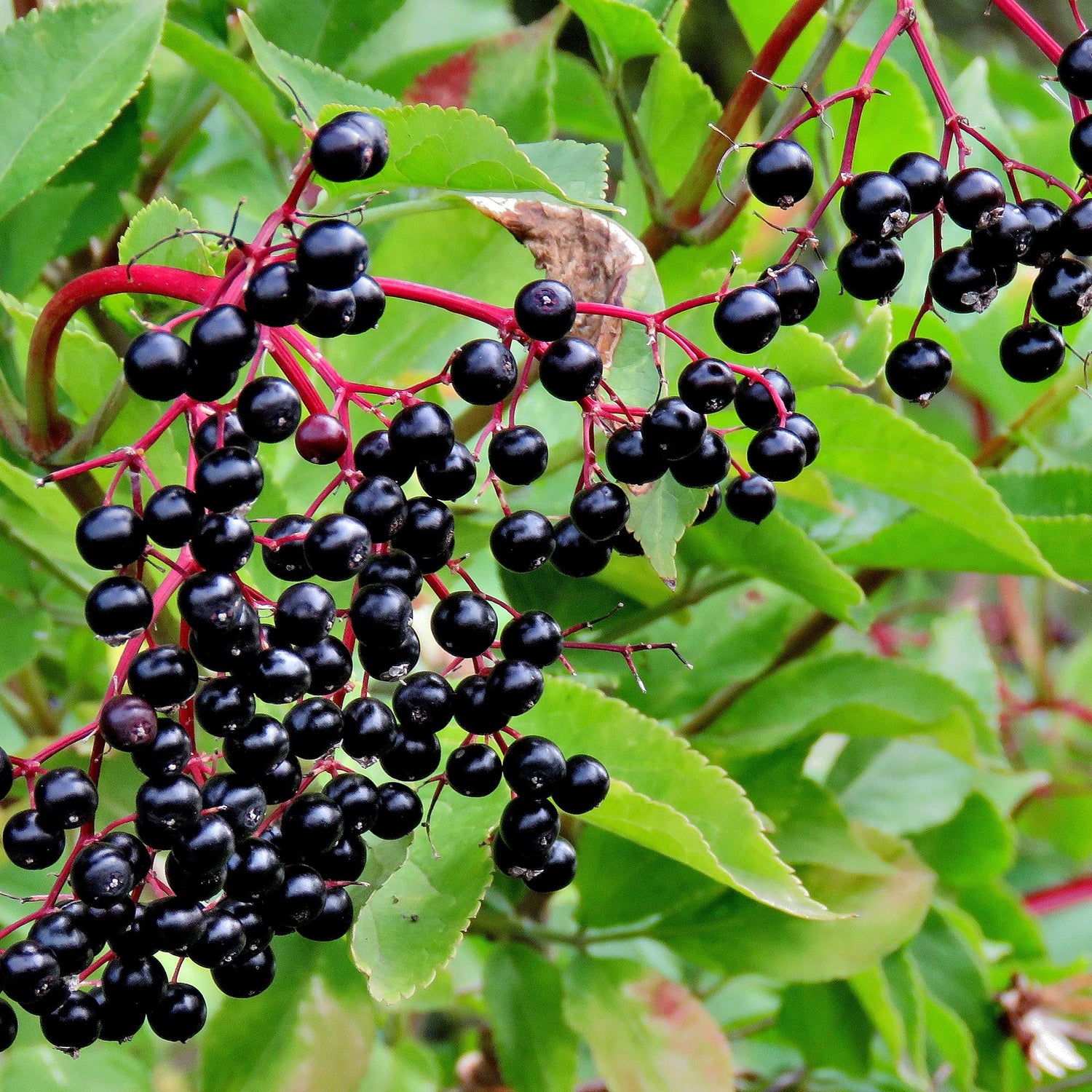 Sambucus Nigra elderberry seeds for edible landscaping