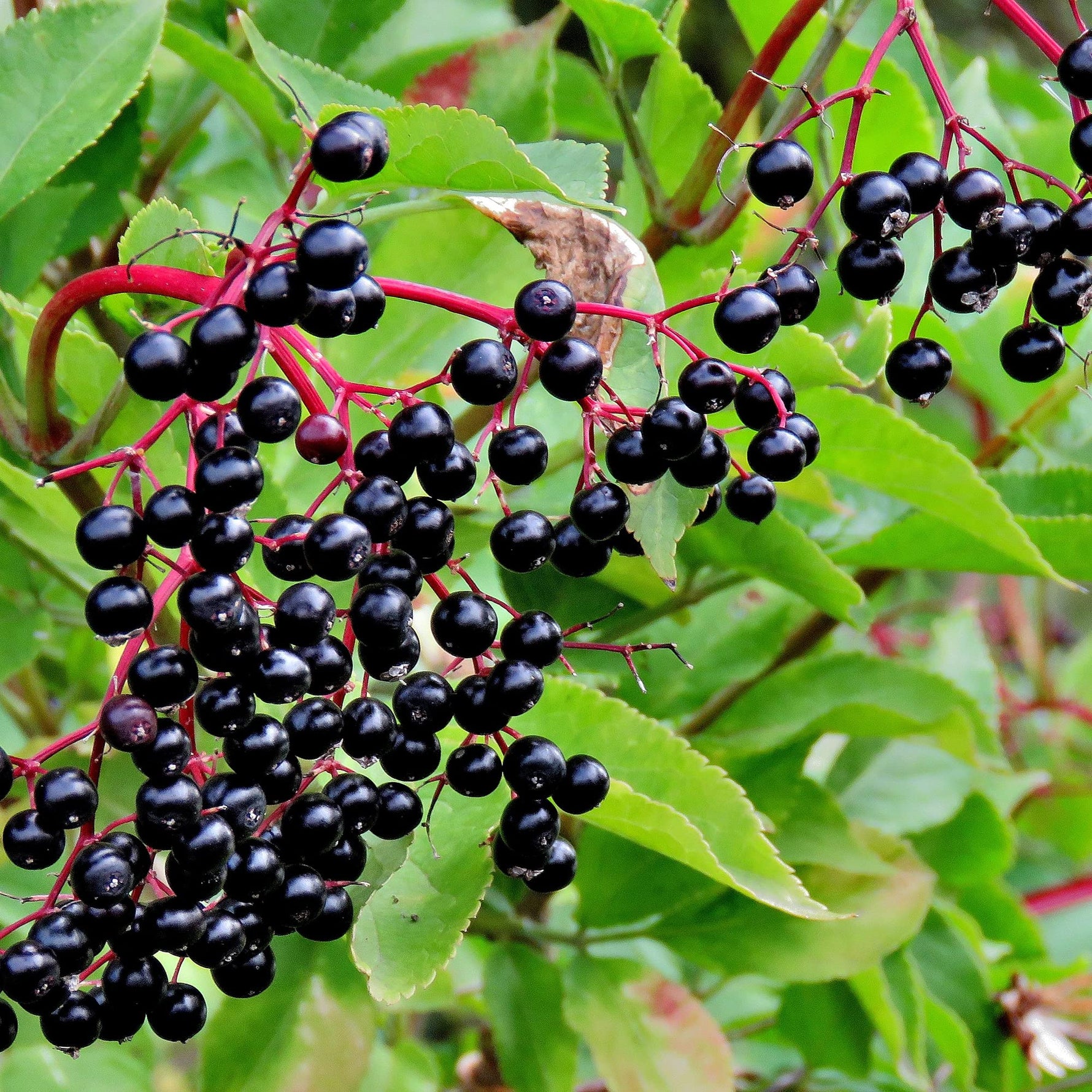 Sambucus Nigra elderberry seeds for edible landscaping