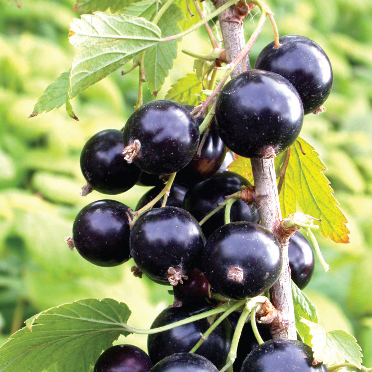 Sambucus Nigra young shrub developing from seeds