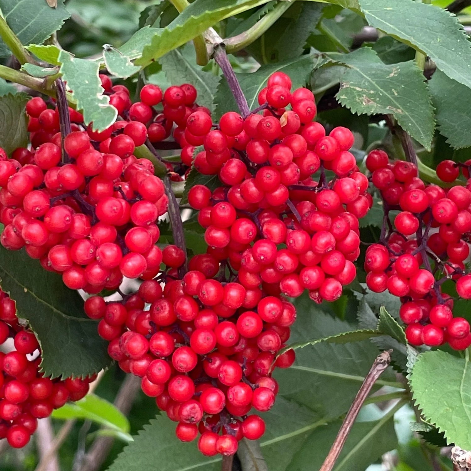Sambucus racemosa red elderberry seeds for garden planting