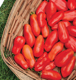 San Marzano Paste Tomato Seeds – Authentic Italian Tomato for Rich Sauce - Dharaseeds