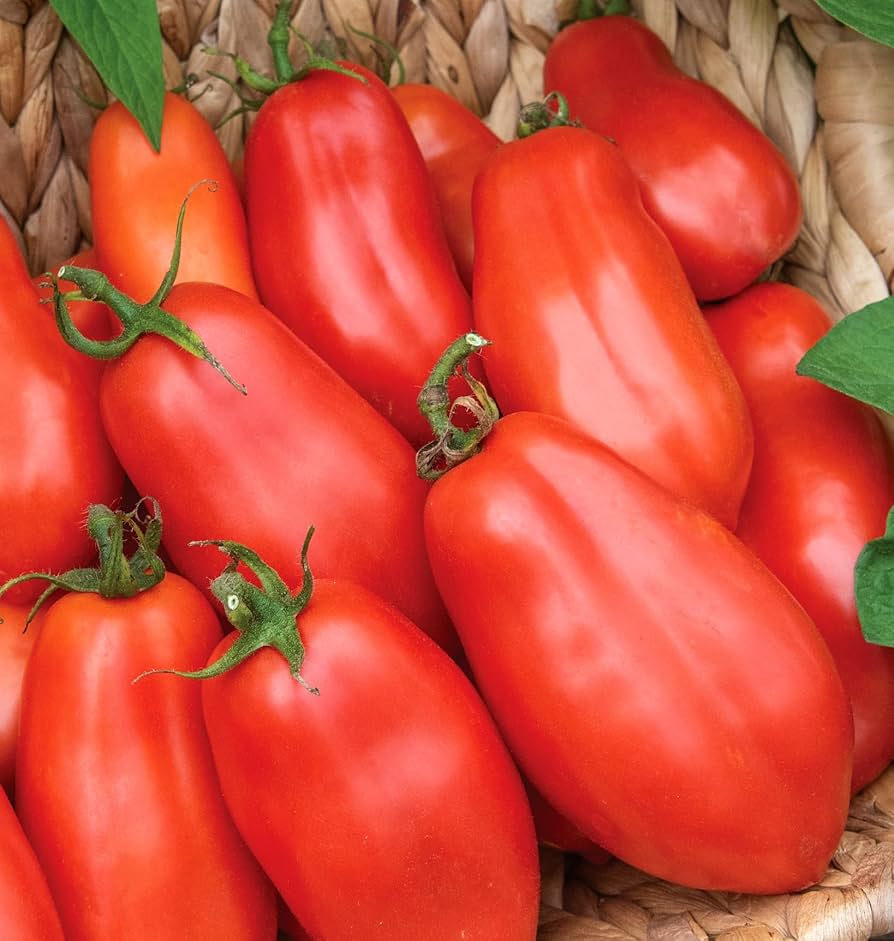 San Marzano Paste Tomato Seeds – Authentic Italian Tomato for Rich Sauce - Dharaseeds