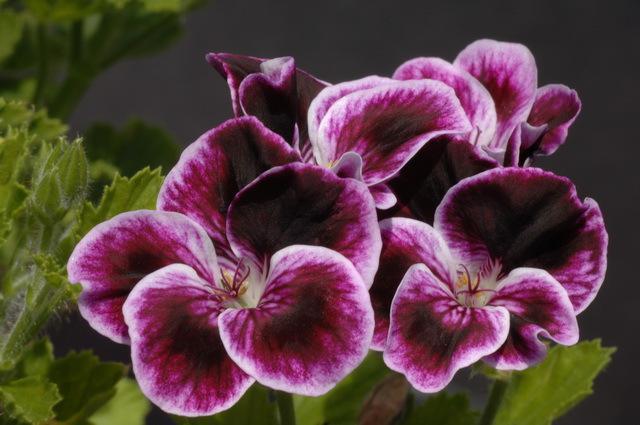 Sancho Panza Flower Seeds for Planting