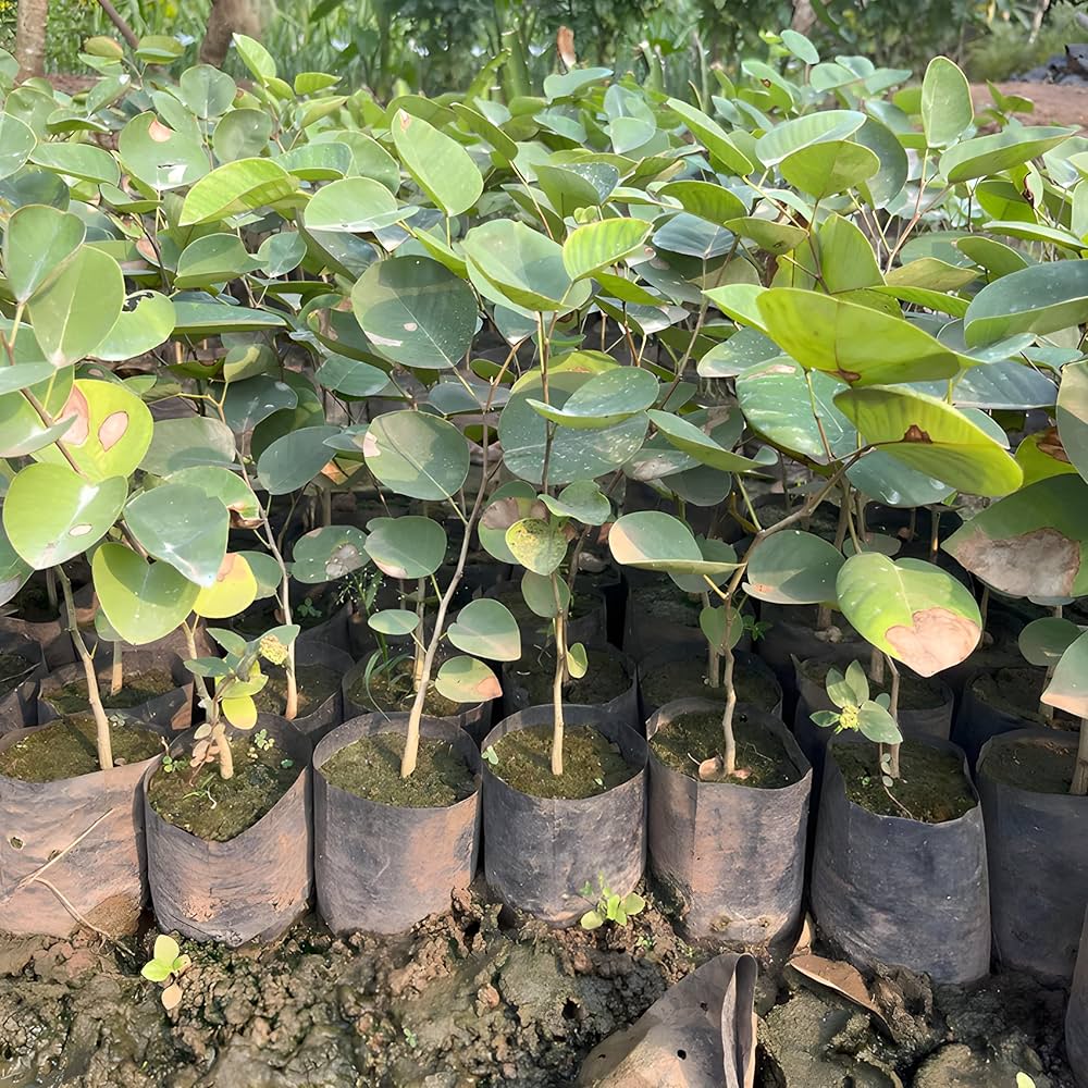 Sandalwood plant seeds for gardening high quality heirloom seeds