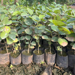 Sandalwood plant seeds for gardening high quality heirloom seeds
