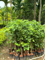 Sandalwood seedling growth stages in well draining soil