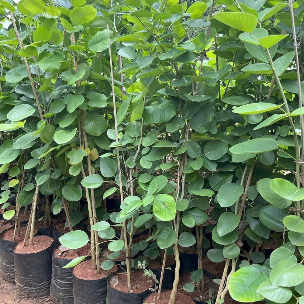 Sandalwood seeds fragrant tree seeds for planting in home gardens