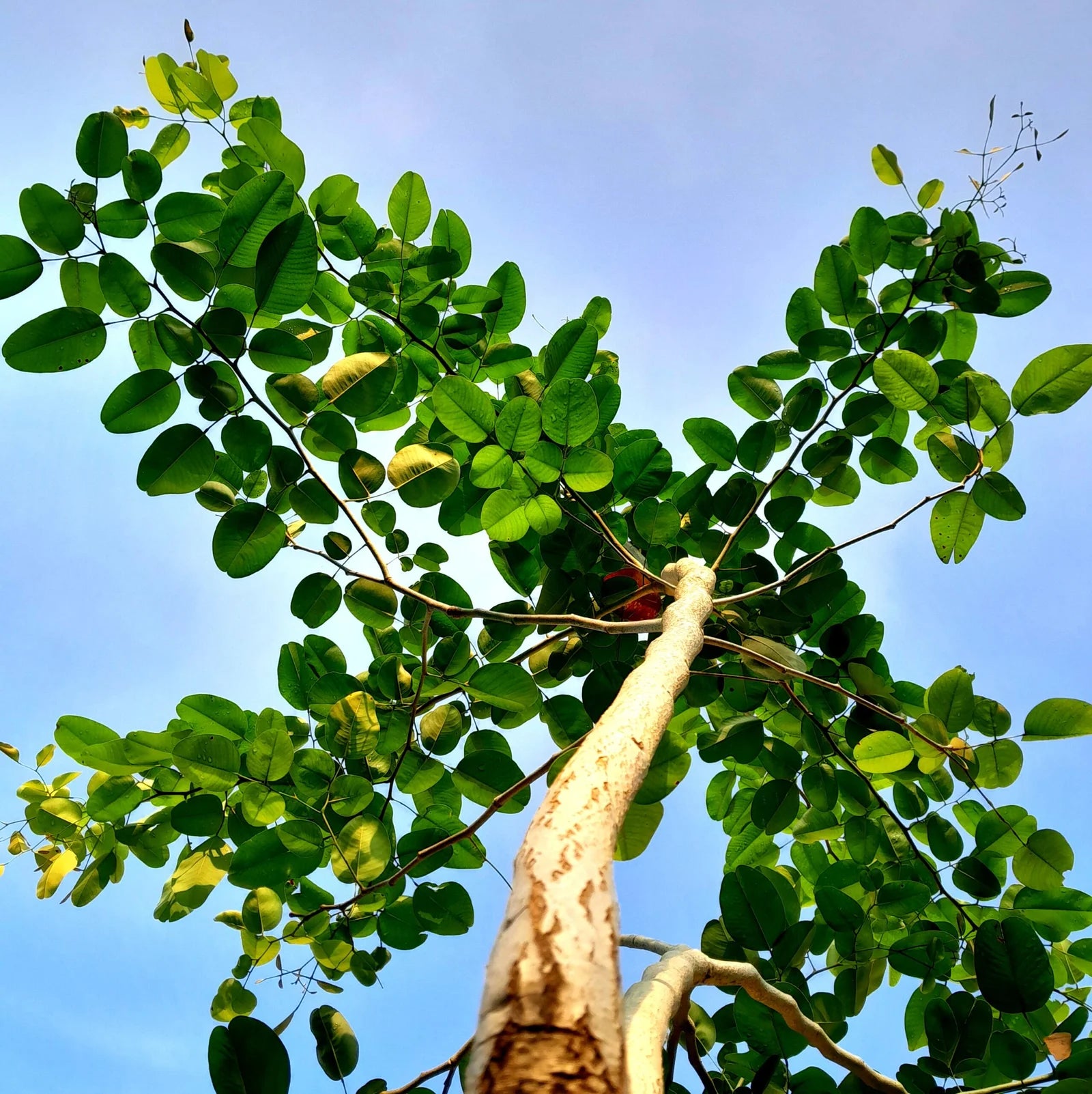 planting sandalwood seeds Sandalwood Plant Seeds – Fragrant & Sacred Tree for Your Garden-Heirloom & Non-GMO Seeds for planting – Fresh Herb for Your Garden